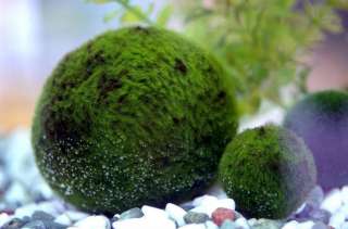 Giant Marimo ball   Bizarre Live Moss Aquarium Plant  