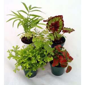  Terrarium Plants   Assortment of 5 Different Plants in 2 