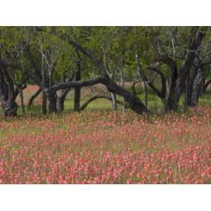  Springtime with Indian Paint Brush and Oak Trees, Near 