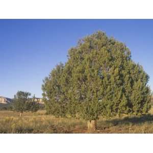  Utah Junipers, Juniperus Osteosperma, Southwestern North 