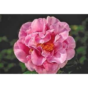  Pink Parade Camellia One Gallon Plant by Monrovia Growers 