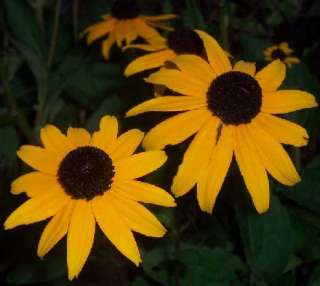  rudbeckia one of the most enduring of all perennial garden plants 