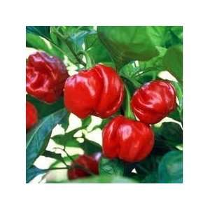  Congo Trinidad Hot Pepper Seeds 10+ By Hinterland Trading 