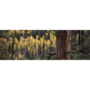  Ponderosa Pine Tree Among Aspen Trees in Fall Colors 