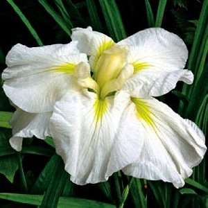  Gold Bound Iris   Pure White Flowers/Yellow Signals Patio 