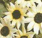white sunflower seed  
