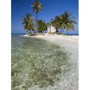Palm Trees on Beach, Silk Caye, Belize, Central America Photographic 