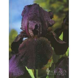  Black Tall Bearded Iris Superstition   1 rhizome Patio 