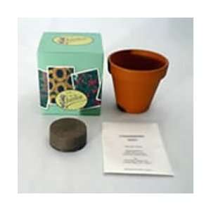  Terracotta Pot Grow Kit   Bonsai Patio, Lawn & Garden
