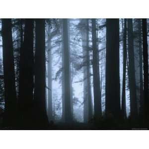  Shrouded in Mist, the Trunks of a Crowd of Giant Redwoods 