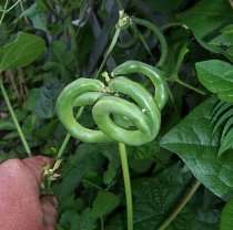 Keiths Permaculture Store   Pretzel Bean 20 Seeds   VERY RARE 