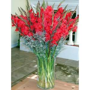  Valentine Fresh Flower Bouquet Red Gladiolas Kitchen 